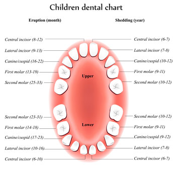 Tooth Eruption Chart - Pediatric Dentist in Littleton, CO